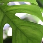 water droplets on green leaf